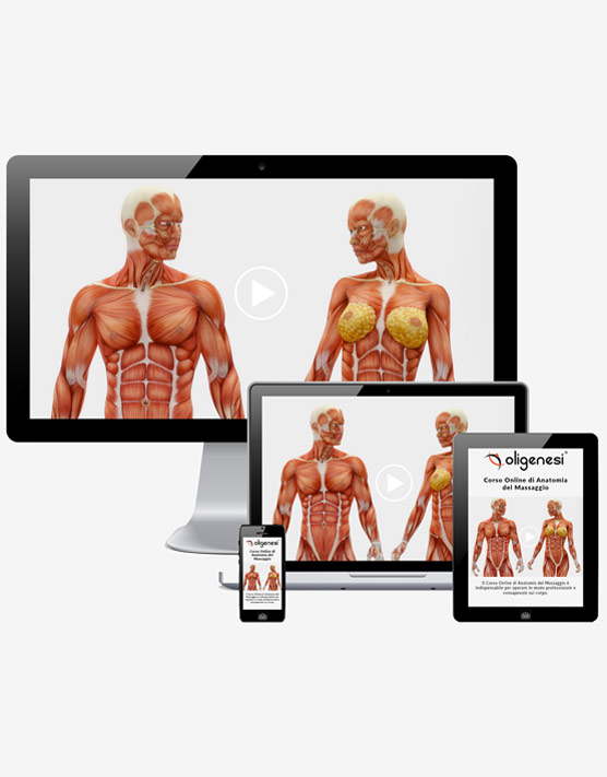 Video Corso Online di Anatomia del Massaggio